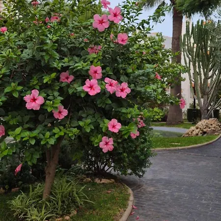 Oasis * Gran Alacant