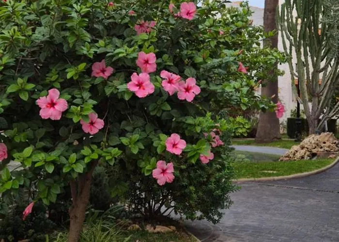 Oasis * Gran Alacant